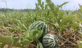 安徽合肥最新吃瓜,揭秘幕后真相，网友热议不断