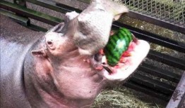 中国动物也吃瓜,揭秘中国动物们的“美食”世界