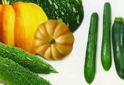 吃瓜赏钱,揭秘网络吃瓜文化的经济魅力