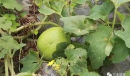 雪圈吃瓜版,揭秘娱乐圈背后的那些事儿