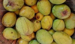 鹿邑全民吃瓜,一场全民参与的乡村盛宴