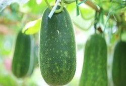 什么瓜越吃越甜什么瓜越吃越越苦,探究“越吃越甜”与“越吃越苦”的奥秘