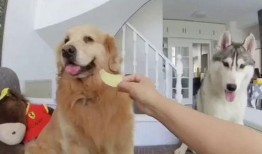 狗子与我吃瓜视频,一场欢乐的吃瓜盛宴