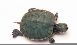 皮皮龟吃瓜影院大全,盘点全网热门影视佳作