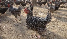 芦花鸡吃瓜,探寻田园生活的甜蜜时光