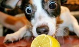 狗狗吃酸柠檬瓜视频,表情包萌态十足！