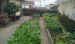 梦见在楼顶吃瓜,揭秘梦境中的悠闲时光