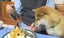 狗头妹吃瓜,揭秘娱乐圈幕后真相