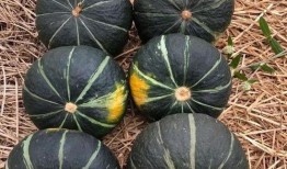 辰辰橙吃瓜,揭秘娱乐圈幕后故事