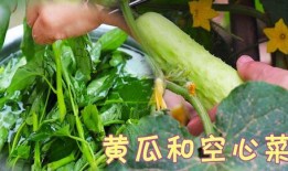 吃瓜跟吃菜区别,吃瓜与吃菜的生活体验解析