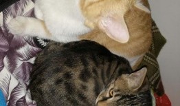 吃蓝瓜的猫,揭秘猫咪的独特饮食习惯