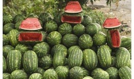 在路边吃瓜,揭秘路边吃瓜的独特魅力