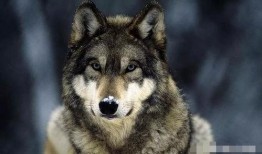 官狼吃瓜圈,揭秘娱乐圈幕后风云