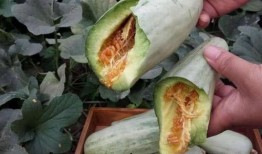 怀孕可以吃佛山瓜吗,佛山瓜的适宜食用与注意事项