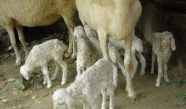 踏月留香吃瓜小羊,一场别开生面的月下盛宴