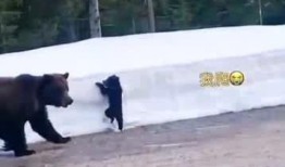 熊吃瓜视频