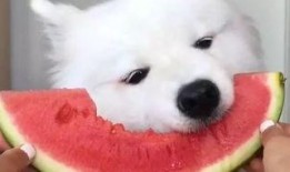 萨摩耶吃瓜,一只狗狗的清凉美食之旅