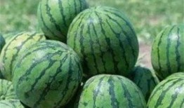 瓜太甜可以吃吗