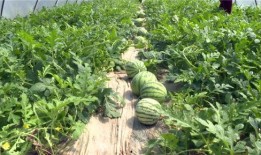 吃瓜最近新闻,最新热点事件盘点