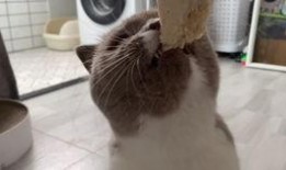 小奶猫吃瓜,萌态十足，揭秘猫咪的“美食”世界