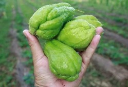 玉瓜可以过年吃吗吗,传统美食过大年的必备佳品