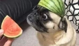 关于吃瓜表情,揭秘吃瓜表情背后的文化现象