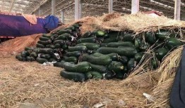 永年吃瓜人事件,揭秘网络谣言背后的真相