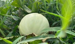 吃瓜的生长,吃瓜生长的奇妙之旅