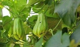 佛手瓜孕妇吃行不行,安全与营养两不误