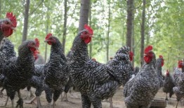 芦花鸡吃瓜,探寻田园生活的甜蜜时光