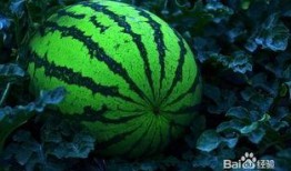 回家去买点瓜吃,回家买瓜，品味传统美味