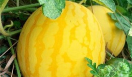 美少女的吃瓜,娱乐圈幕后故事全解析