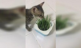 小奶猫吃瓜,萌态十足，揭秘猫咪的“美食”世界