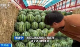 竹兰吃瓜,竹影兰香话瓜趣