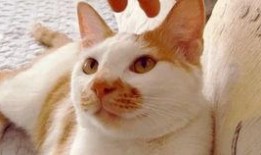 西班牙吃瓜视频