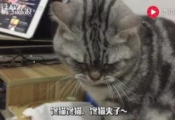 猫吃小瓜,揭秘猫为何钟爱小瓜的秘密