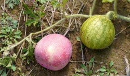 吃瓜不圢洋,网络热词背后的文化现象