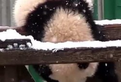 熊吃瓜视频