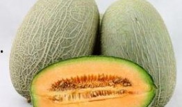吃哈密瓜可以吃陈皮吗,美味搭配的饮食新体验