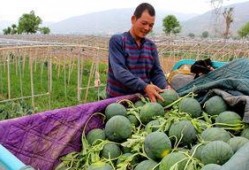 天路吃瓜,揭秘神秘天路背后的故事与真相