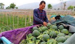 天路吃瓜,揭秘神秘天路背后的故事与真相