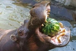 中国动物也吃瓜,揭秘中国动物们的“美食”世界