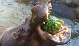 中国动物也吃瓜,揭秘中国动物们的“美食”世界