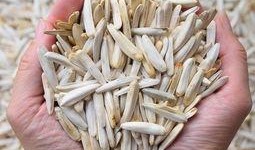 黑皮梭子酥瓜怎么吃,独特口感与多样食法探索