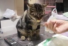 吃瓜的狸花猫,揭秘猫咪的趣味生活瞬间