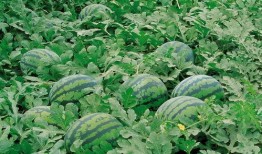 牧南吃瓜下载,揭秘娱乐圈幕后故事