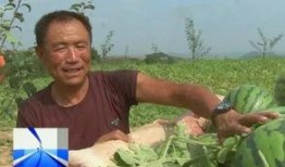 吃瓜滞销,吃瓜群众的无奈与反思