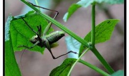 蝈蝈吃瓜吗,揭秘蝈蝈吃瓜之谜