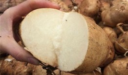 产妇吃土瓜,传统食材焕发新活力