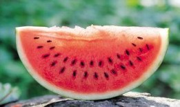 吃瓜会说话的西瓜,揭秘“吃瓜群众”背后的西瓜奥秘